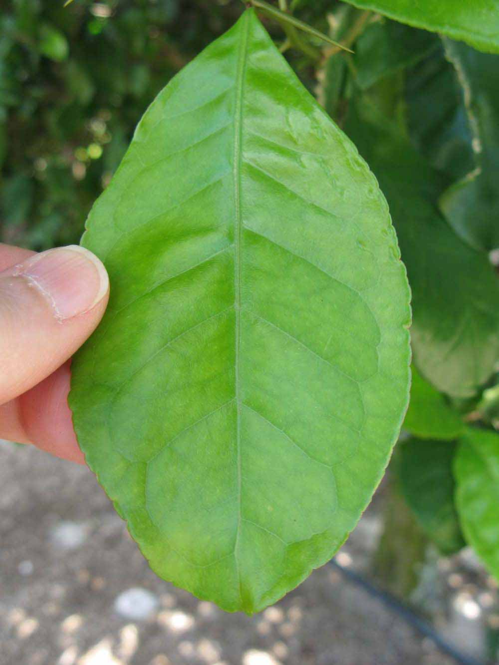              Unifoliolate leaf (Winter Haven, FL)       